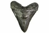 Fossil Megalodon Tooth - South Carolina #149416-1